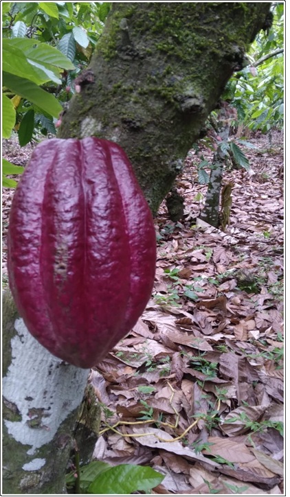 ULTIMA REBAJA en Finca de CACAO 112 tareas El Valle de HATO MAYOR Prec Foto 7310004-2.jpg