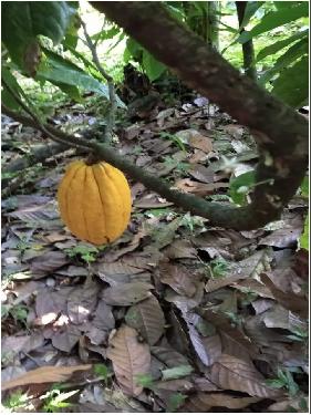 ULTIMA REBAJA en Finca de CACAO 112 tareas El Valle de HATO MAYOR Prec Foto 7310004-3.jpg