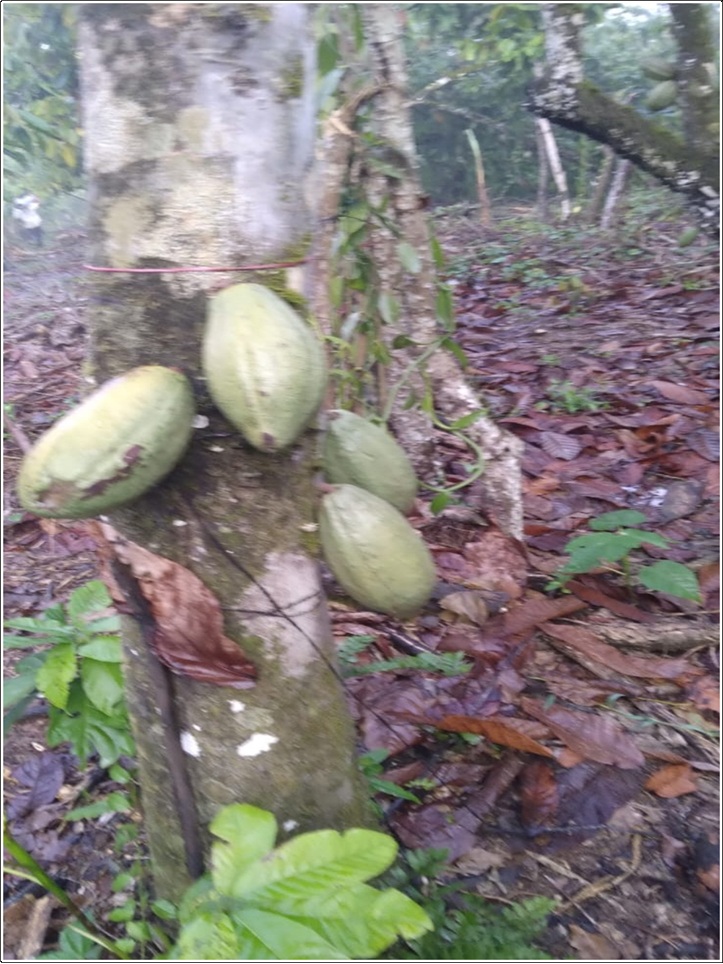 ULTIMA REBAJA en Finca de CACAO 112 tareas El Valle de HATO MAYOR Prec Foto 7310004-4.jpg