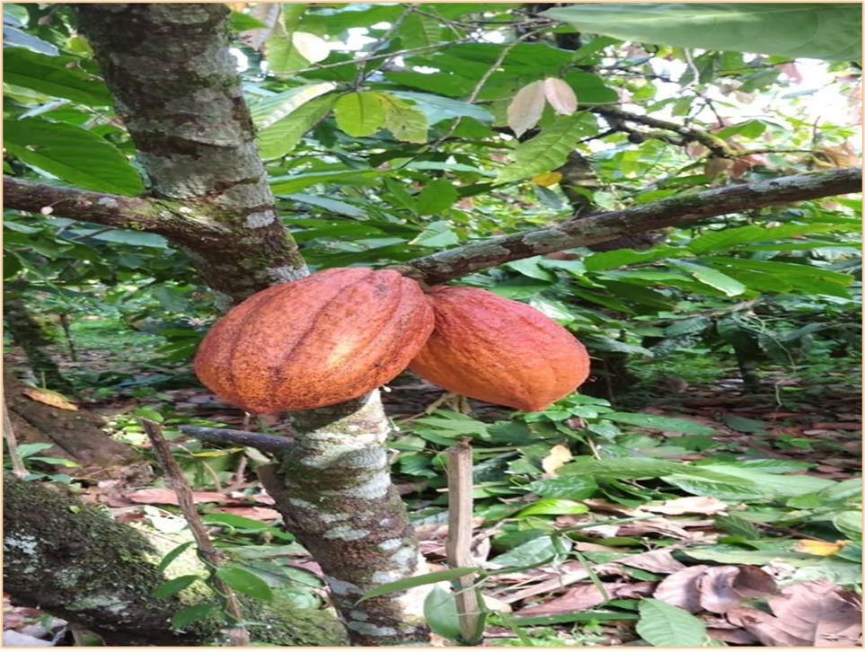 ULTIMA REBAJA en Finca de CACAO 112 tareas El Valle de HATO MAYOR Prec Foto 7310004-5.jpg