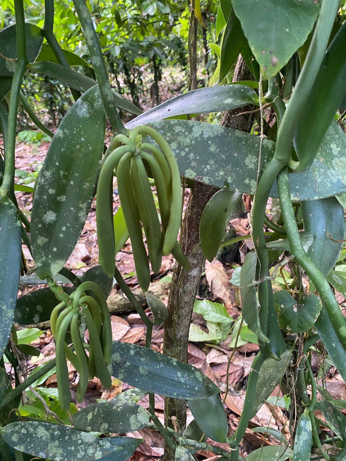 ULTIMA REBAJA en Finca de CACAO 112 tareas El Valle de HATO MAYOR Prec Foto 7310004-7.jpg