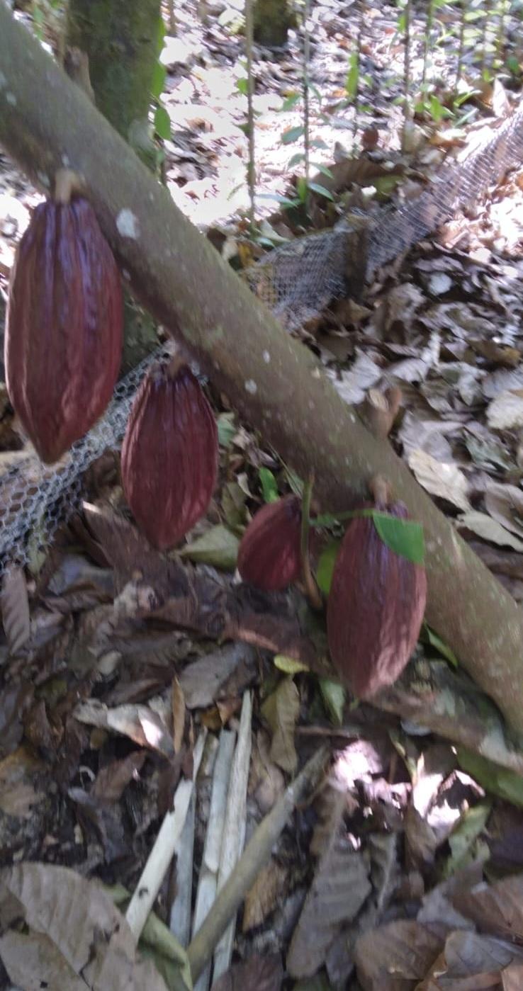 ULTIMA REBAJA en Finca de CACAO 112 tareas El Valle de HATO MAYOR Prec Foto 7310004-9.jpg