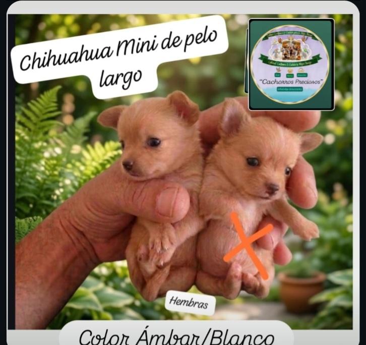 Chihuahua Mini/Toy de pelo largo  Foto 7310006-1.jpg