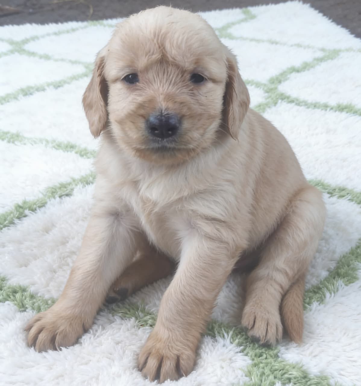 OFERTA CACHORRO GOLDEN RETRIEVER AMBOS SEXO EN SANTO DOMINGO VACUNADOS Foto 7310097-1.jpg