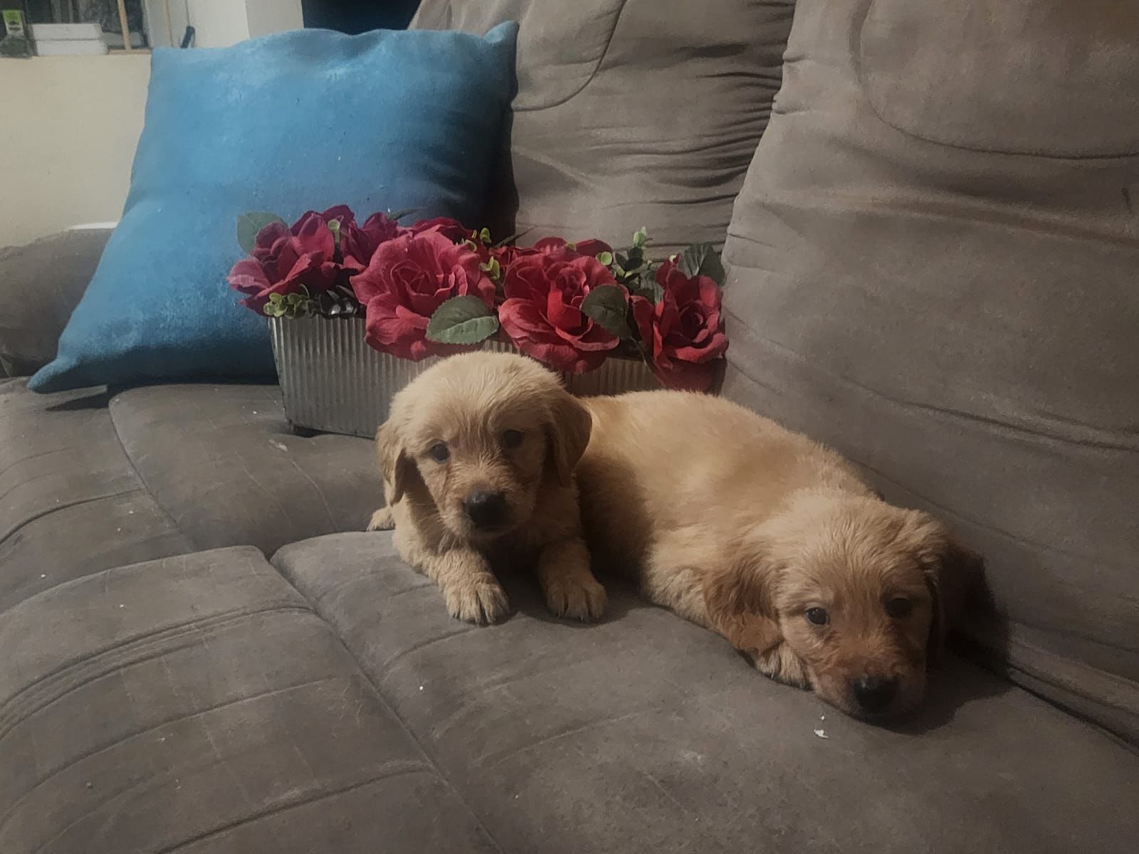 OFERTA CACHORRO GOLDEN RETRIEVER AMBOS SEXO EN SANTO DOMINGO VACUNADOS Foto 7310097-2.jpg