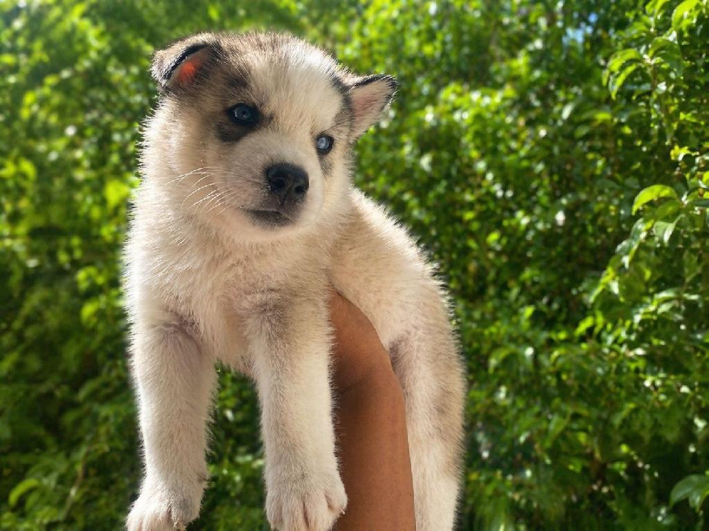 OFERTA CACHORRO HUSKY AMBOS SEXO EN SANTO DOMINGO Y VACUNA AL DIA  Foto 7310098-1.jpg
