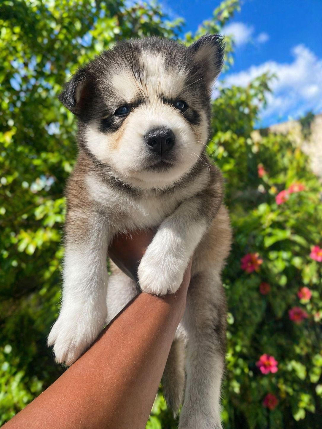 OFERTA CACHORRO HUSKY AMBOS SEXO EN SANTO DOMINGO Y VACUNA AL DIA  Foto 7310098-2.jpg