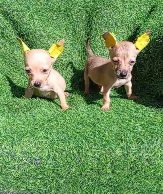 OFERTA CACHORRO CHIHUAHUA  AMBOS SEXO EN SANTO DOMINGO Y VACUNA AL DIA Foto 7310099-1.jpg