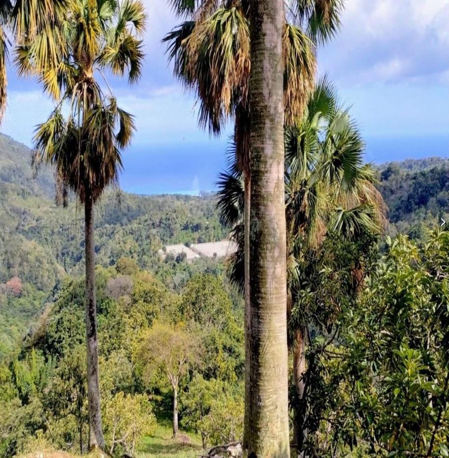 Vendo Finca de AGUACATE en Paraíso BARAHONA 255600 Mts.2 VISTA AL MAR  Foto 7310170-14.jpg