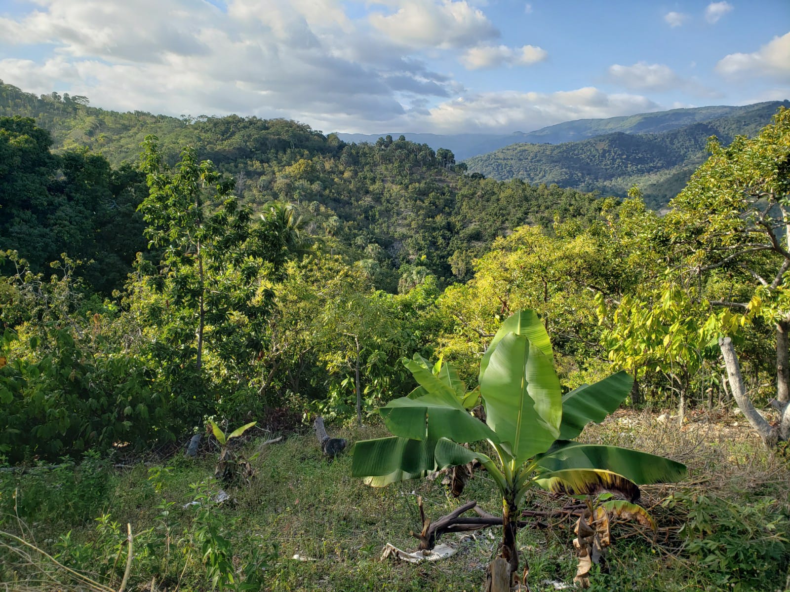 Vendo Finca de AGUACATE en Paraíso BARAHONA 255600 Mts.2 VISTA AL MAR  Foto 7310170-2.jpg