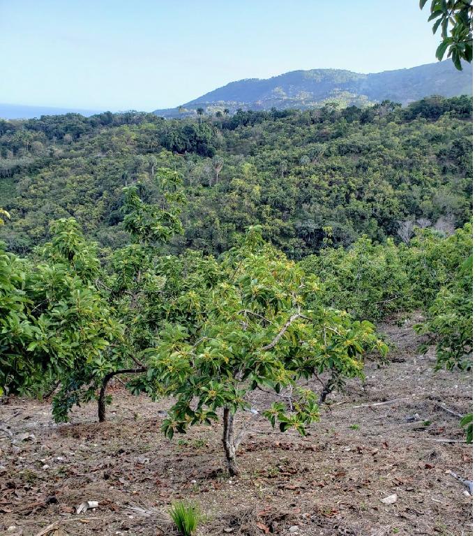 Vendo Finca de AGUACATE en Paraíso BARAHONA 255600 Mts.2 VISTA AL MAR  Foto 7310170-4.jpg