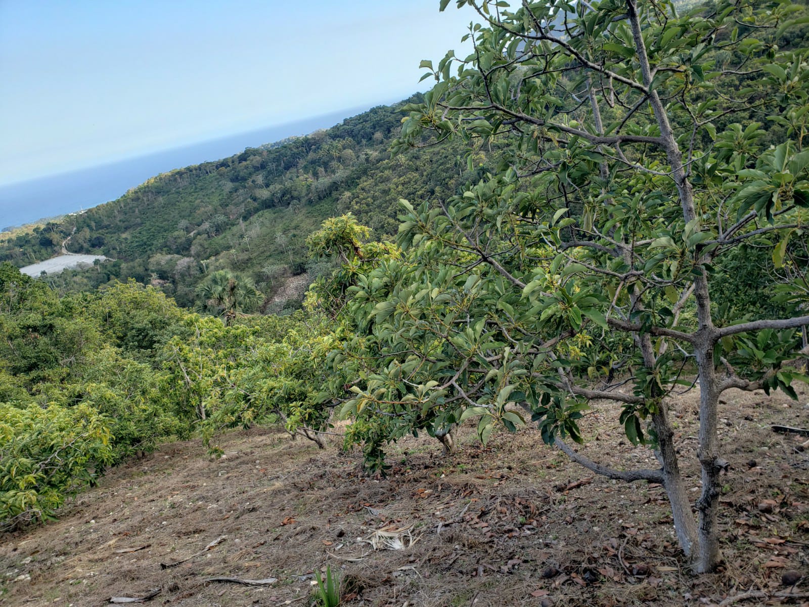 Vendo Finca de AGUACATE en Paraíso BARAHONA 255600 Mts.2 VISTA AL MAR  Foto 7310170-6.jpg