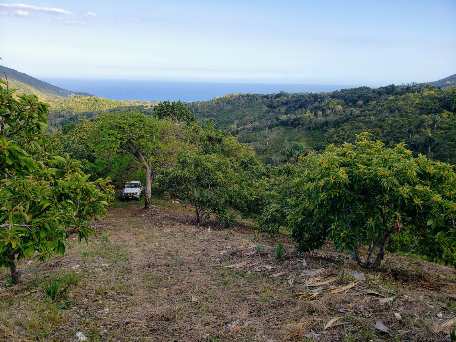 Vendo Finca de AGUACATE en Paraíso BARAHONA 255600 Mts.2 VISTA AL MAR  Foto 7310170-7.jpg