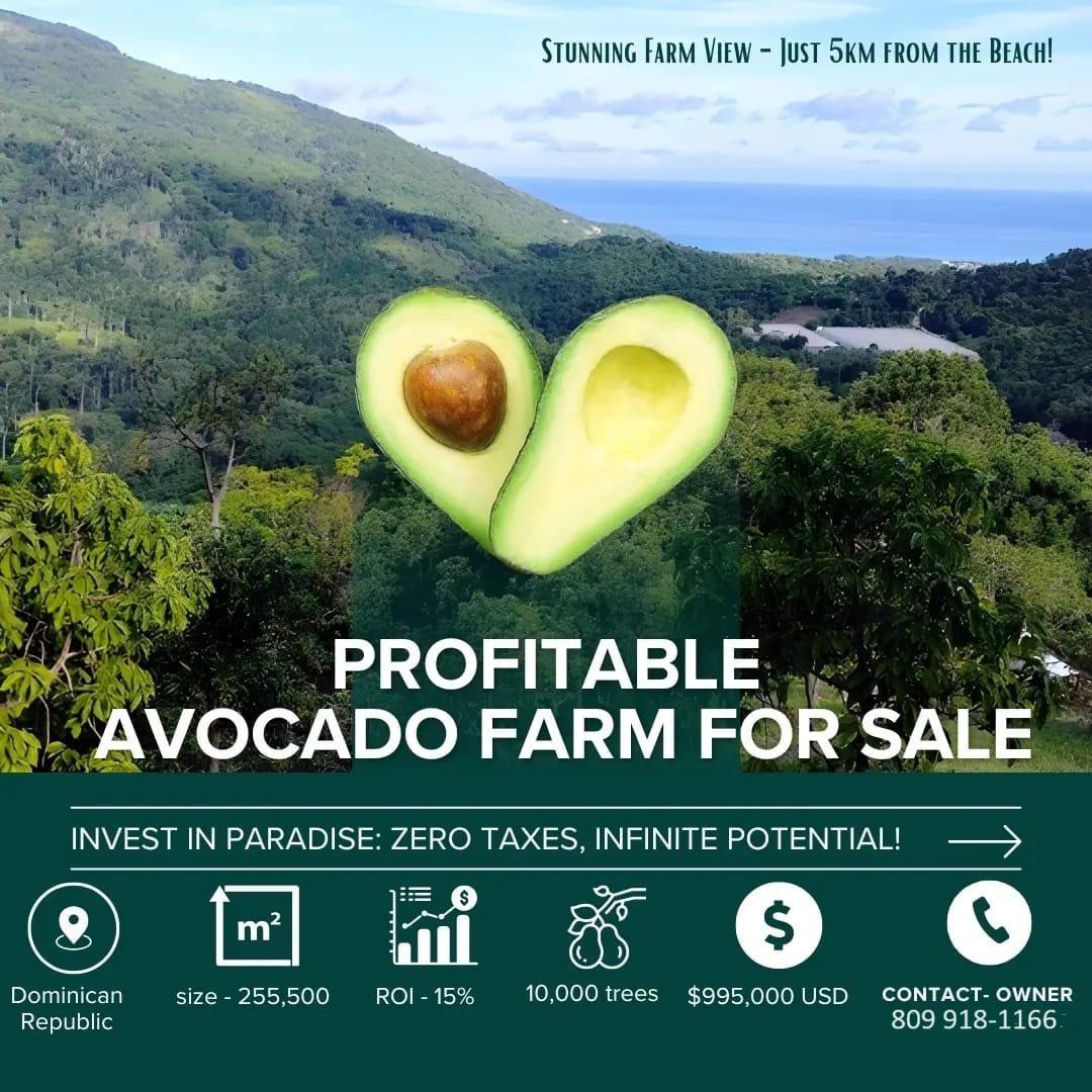 Vendo Finca de AGUACATE en Paraíso BARAHONA 255600 Mts.2 VISTA AL MAR  Foto 7310170-9.jpg