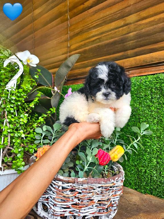 Shipoo Ambos Sexos  Foto 7310179-1.jpg