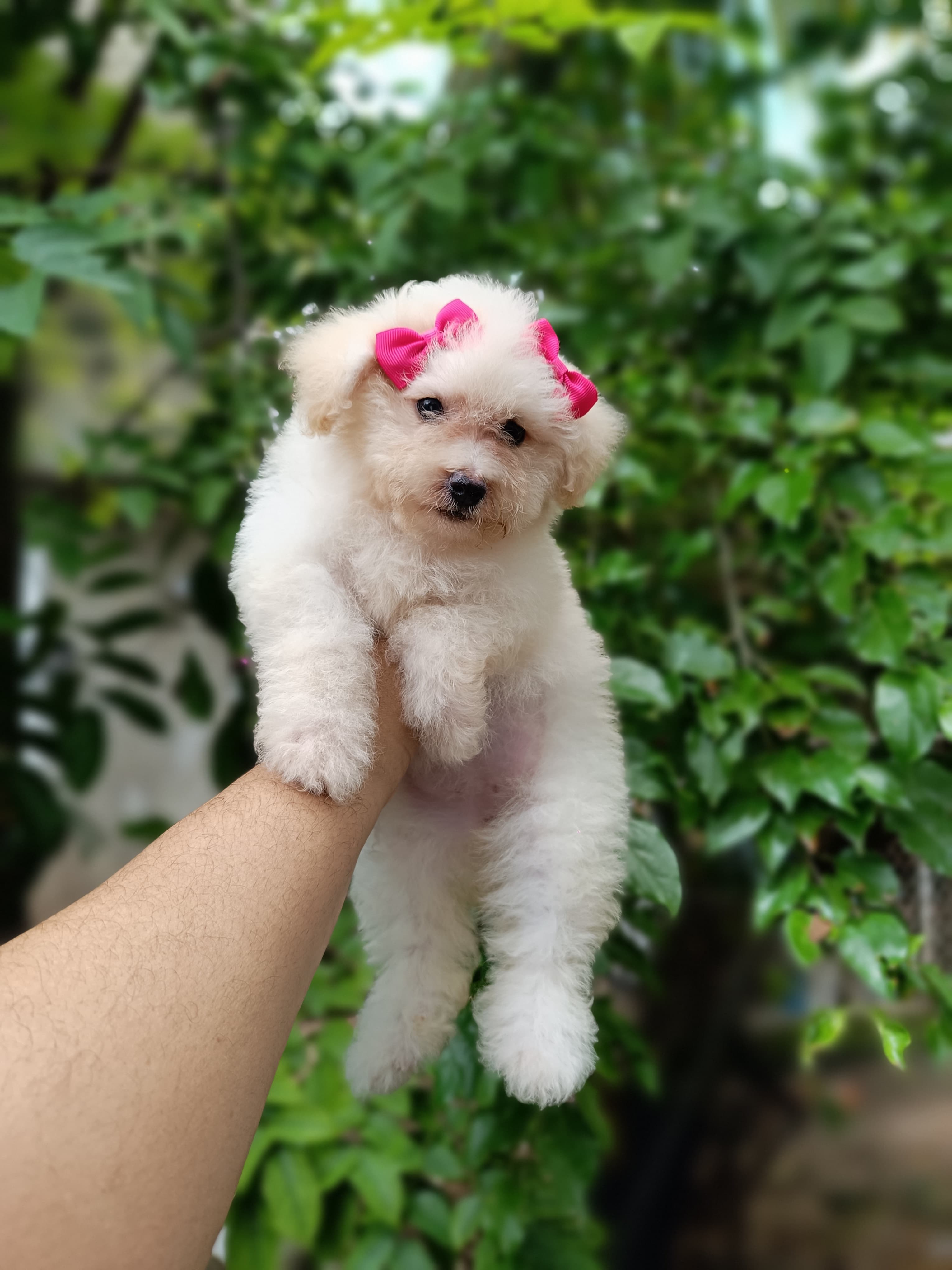 Poodle Toy Ambos Sexos  Foto 7310180-2.jpg
