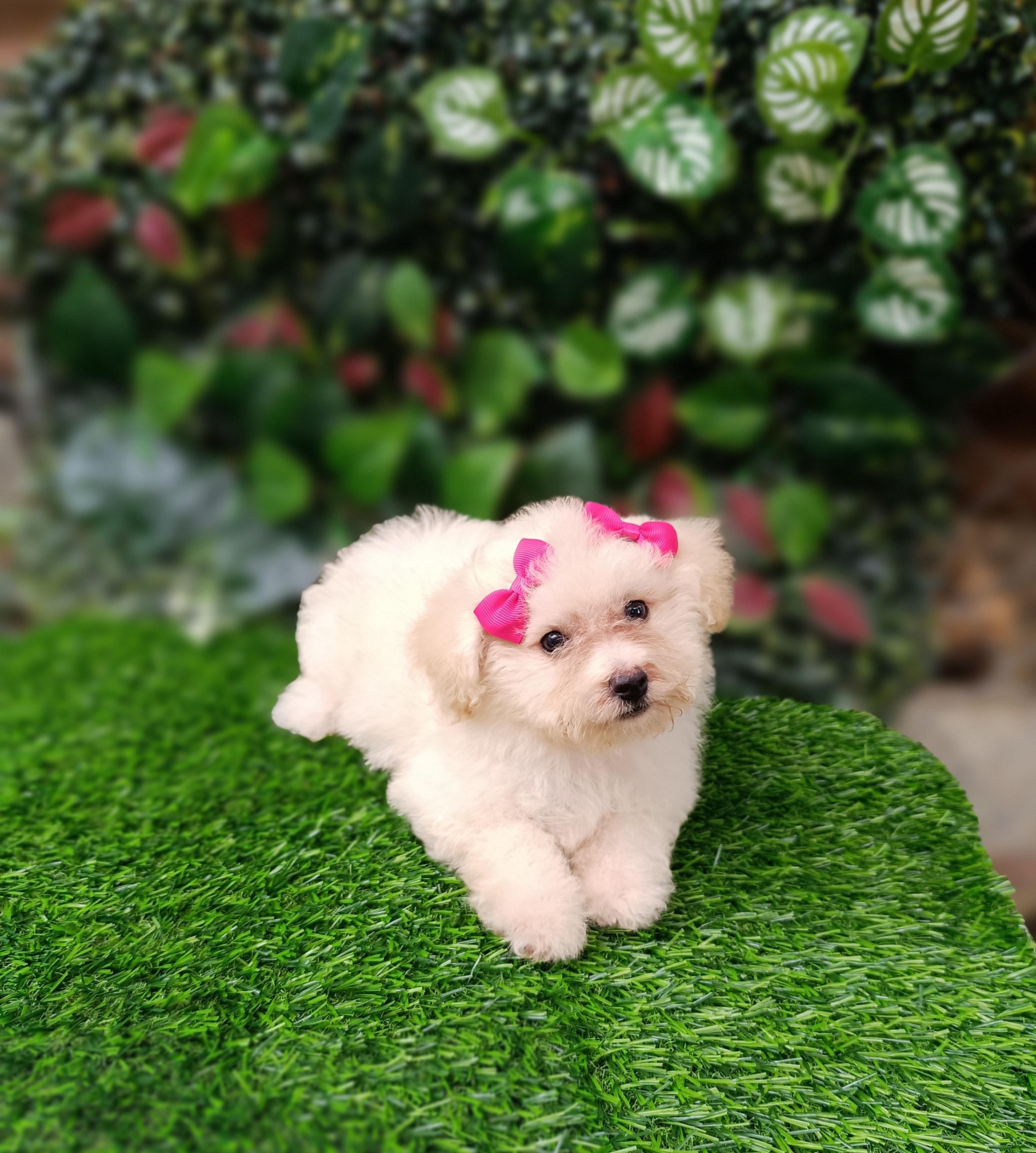 Poodle Toy Ambos Sexos  Foto 7310180-4.jpg