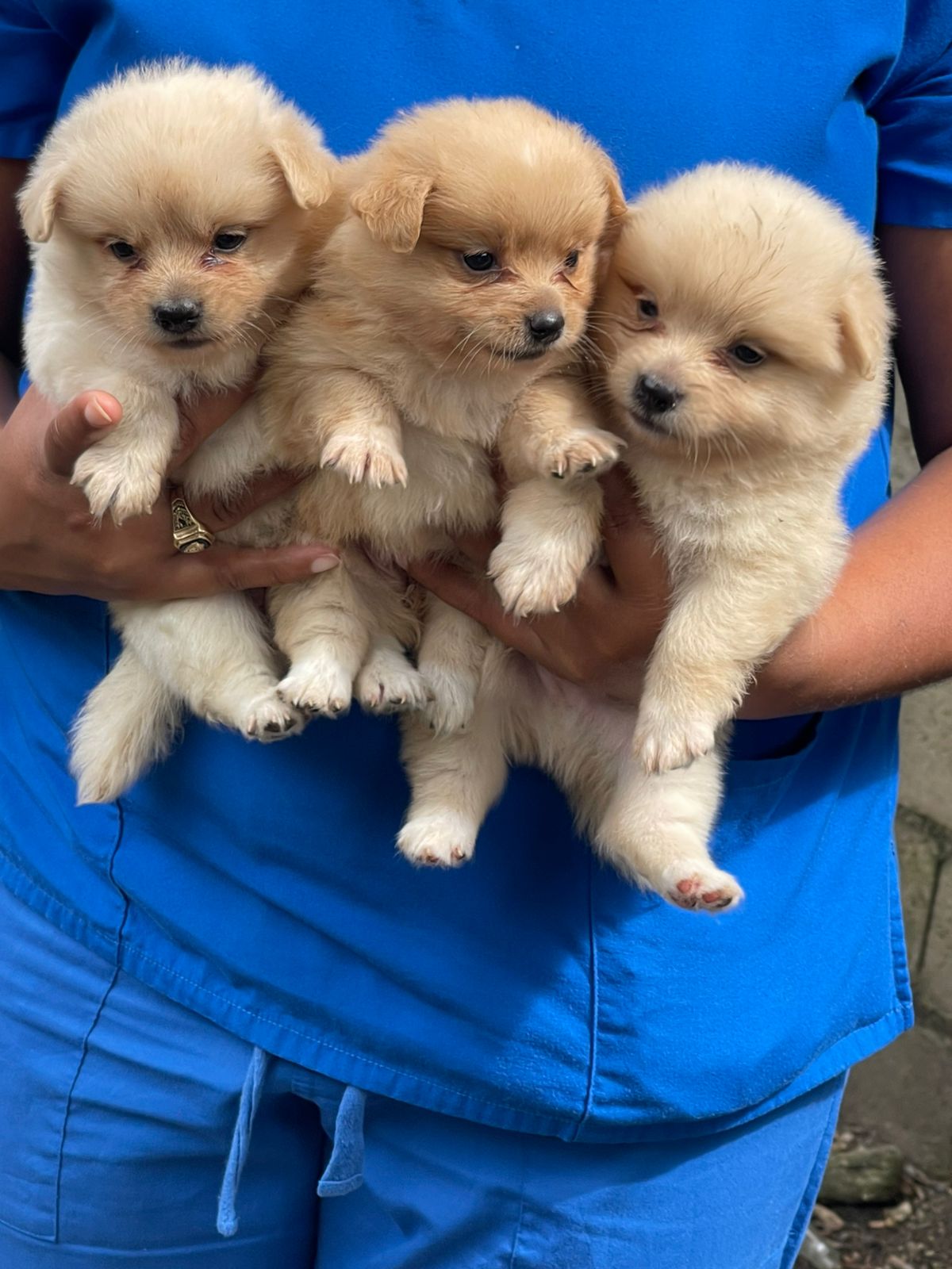 Mix Pomerania Ambos Sexos  Foto 7310185-2.jpg