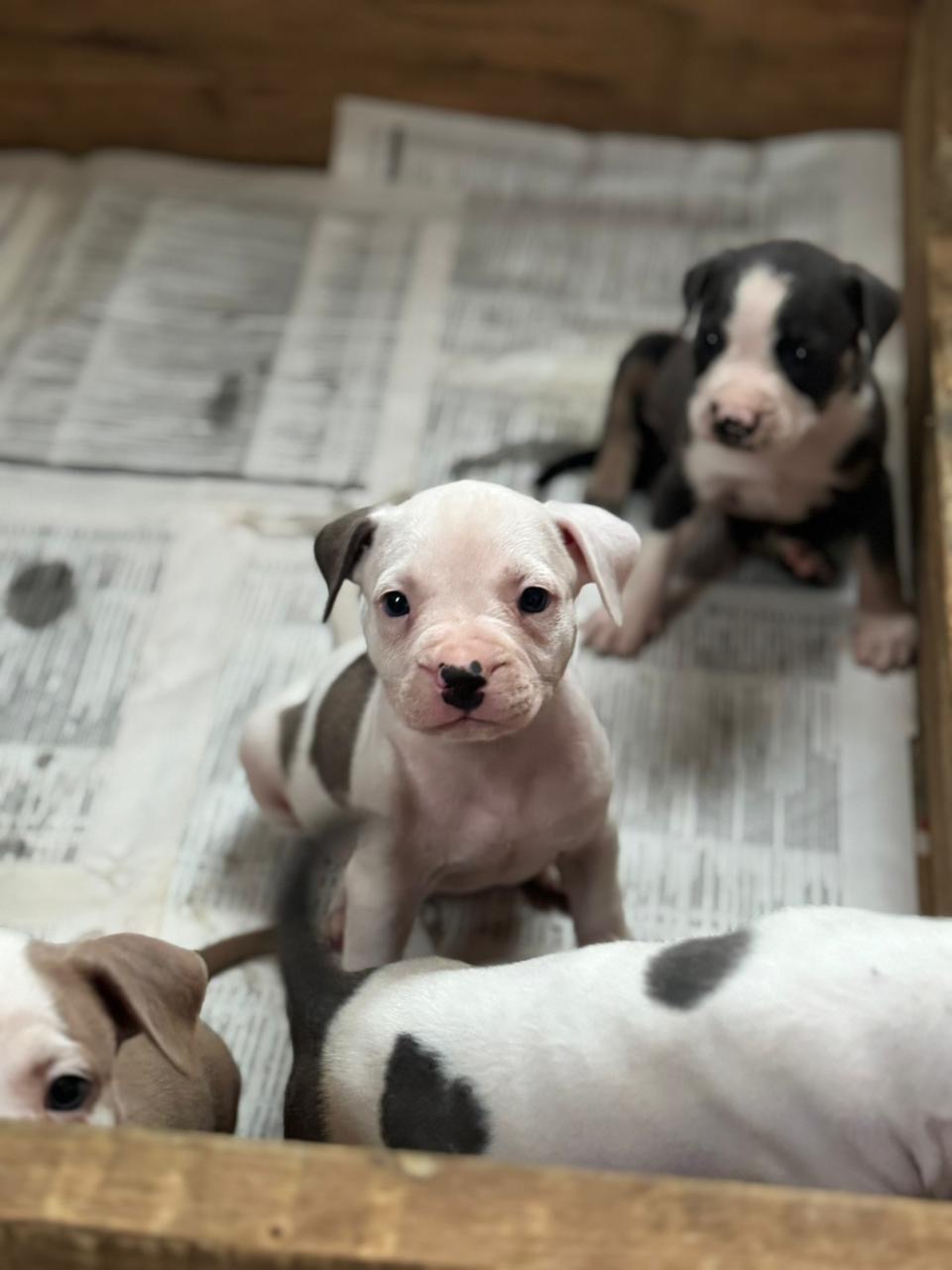Pitbully Ambos Sexos  Foto 7310187-3.jpg