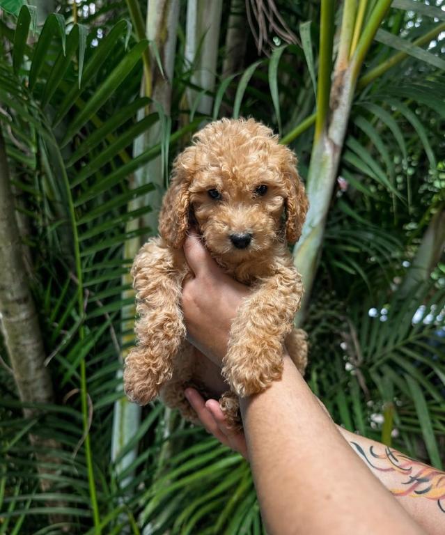 Goldendoodle Ambos Sexos  Foto 7310192-1.jpg