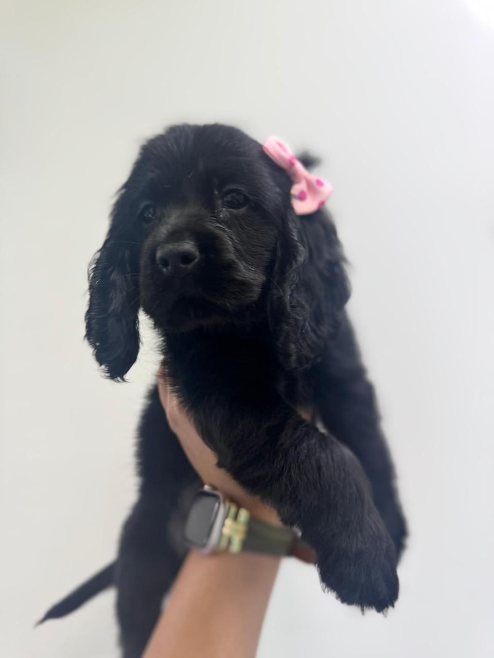 OFERTA CACHORRO COCKER SPANIEL HEMBRA EN SANTO DOMINGO Y VACUNA AL DIA Foto 7310194-1.jpg