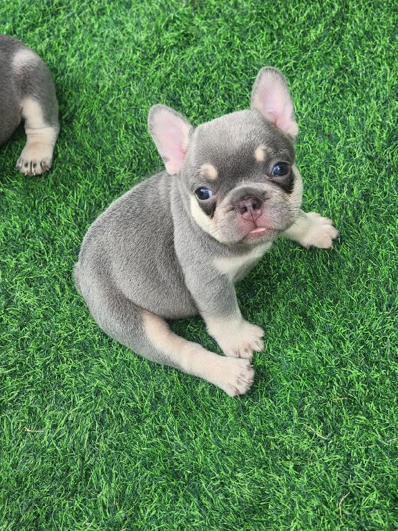 OFERTA CACHORRO BULLDOG FRANCES AMBOS SEXO CON SU VACUNA AL DIA EN SAN Foto 7310208-1.jpg