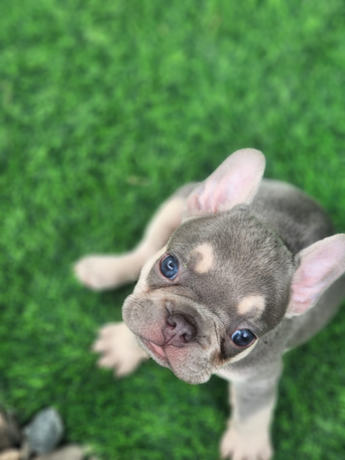 OFERTA CACHORRO BULLDOG FRANCES AMBOS SEXO CON SU VACUNA AL DIA EN SAN Foto 7310208-2.jpg
