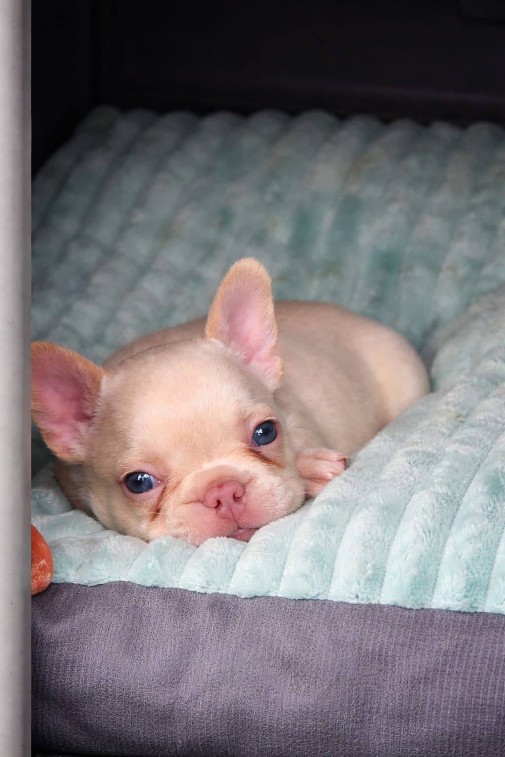 OFERTA CACHORRO BULLDOG FRANCES AMBOS SEXO CON SU VACUNA AL DIA EN SAN Foto 7310208-3.jpg