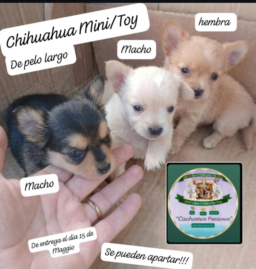Chihuahua de pelo largo Mini Foto 7310483-4.jpg