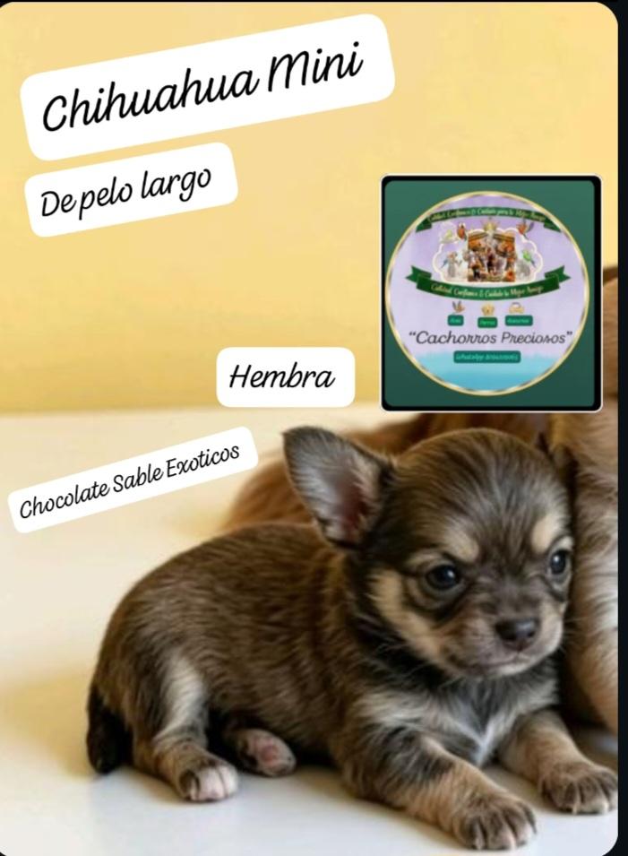 Chihuahua de pelo largo Mini Foto 7310483-8.jpg