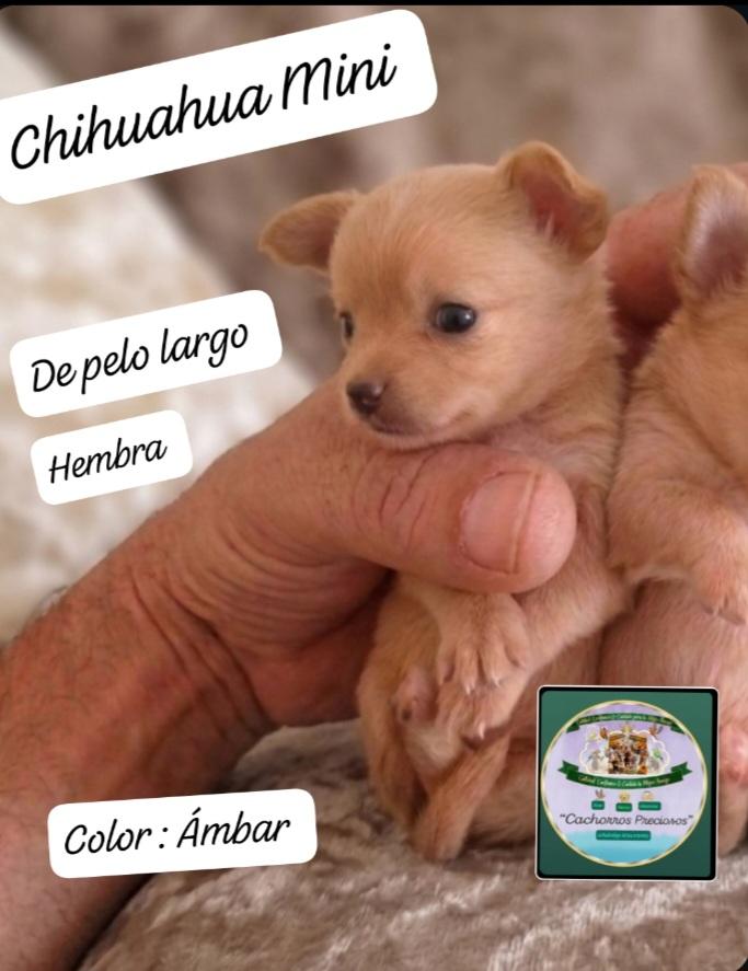 Chihuahua de pelo largo Mini Foto 7310483-9.jpg