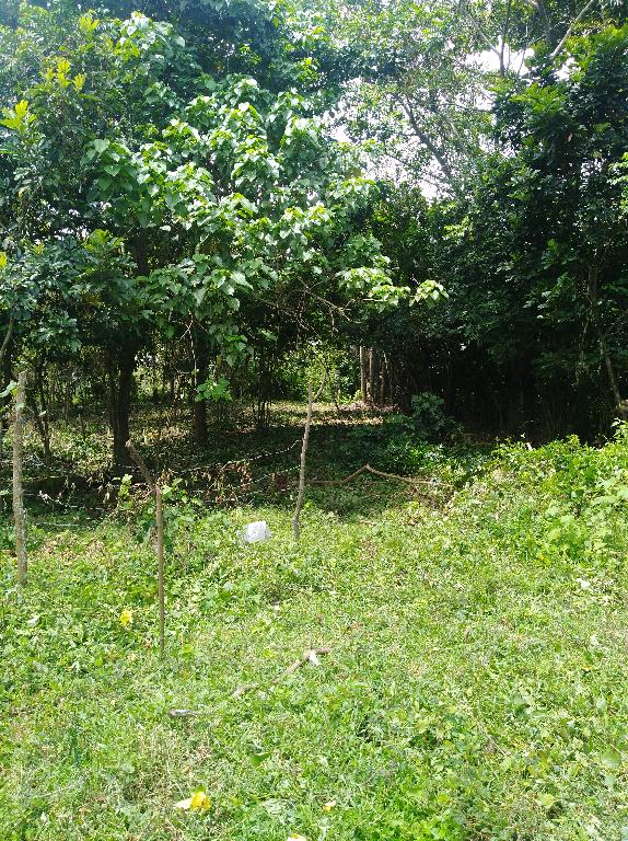 FINCA SEMBRADA DE COCOS/OTROS FRUTOS A ORILLA DE LA CIRCUNVALACION STO Foto 7310497-1.jpg