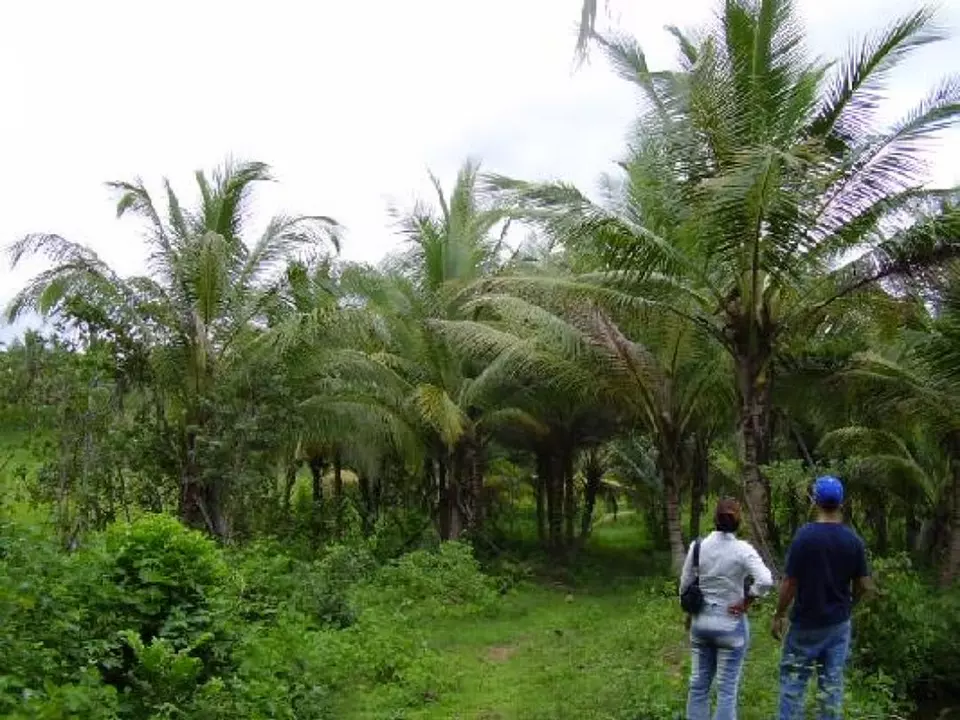 FINCA SEMBRADA DE COCOS/OTROS FRUTOS A ORILLA DE LA CIRCUNVALACION STO Foto 7310497-2.jpg
