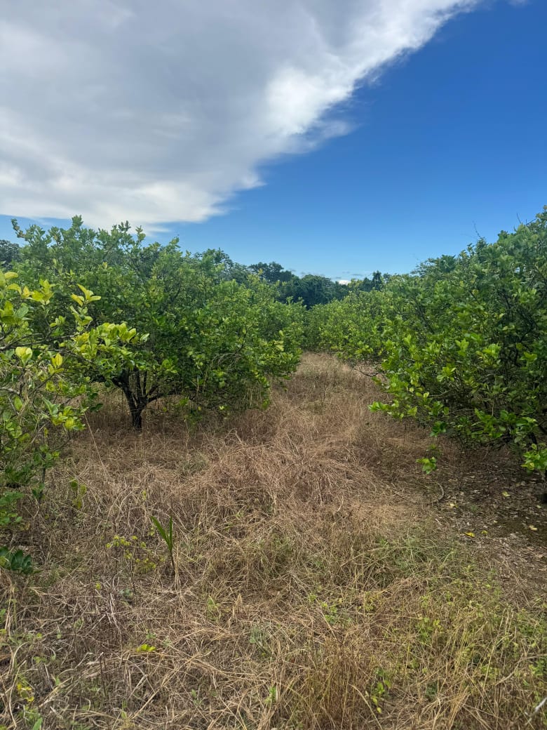 Finca de 28 tareas sembradas de limón en Monte Plata Foto 7310530-2.jpg