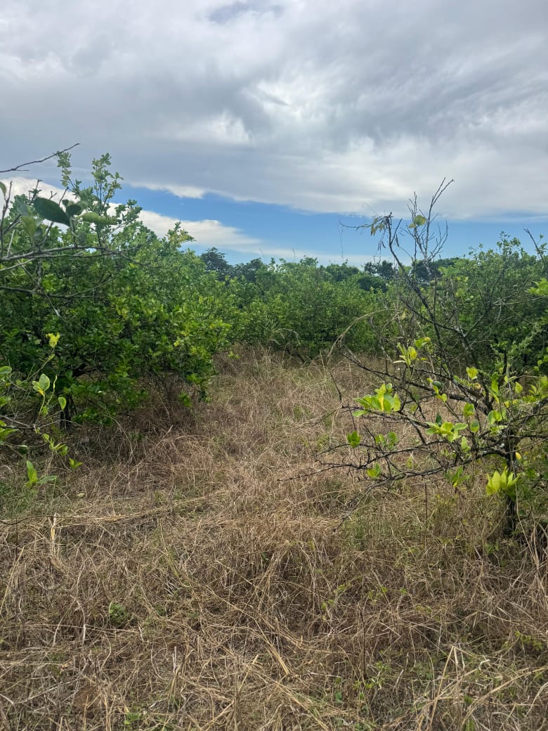 Finca de 28 tareas sembradas de limón en Monte Plata Foto 7310530-3.jpg