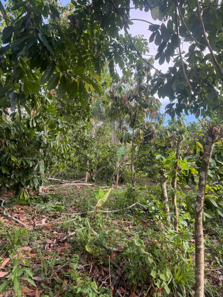 Finca de 11 tareas sembradas de cacao en Monte Plata Foto 7310531-2.jpg