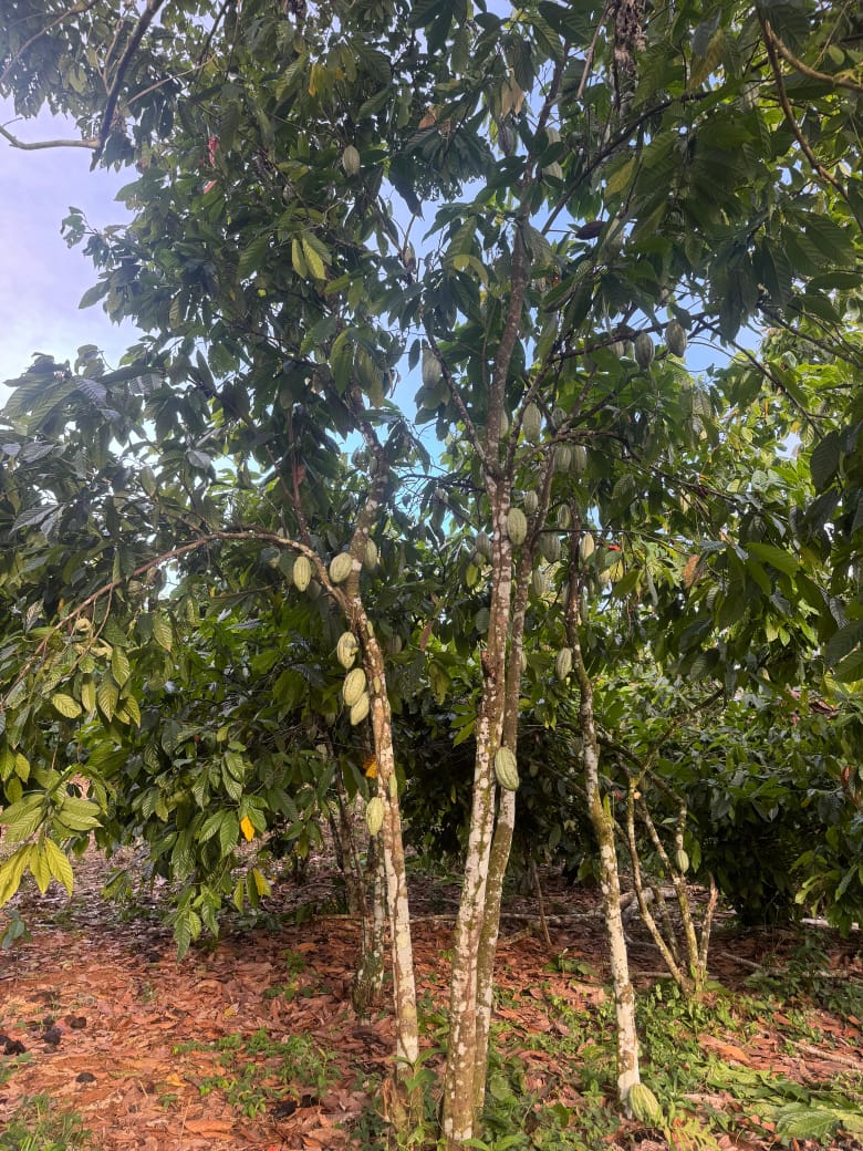 Finca de 11 tareas sembradas de cacao en Monte Plata Foto 7310531-3.jpg