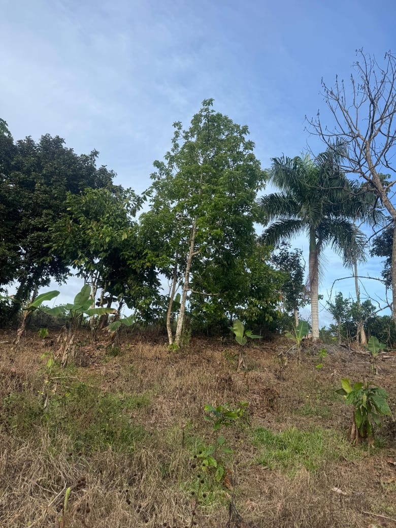 Finca de 11 tareas sembradas de cacao en Monte Plata Foto 7310531-5.jpg