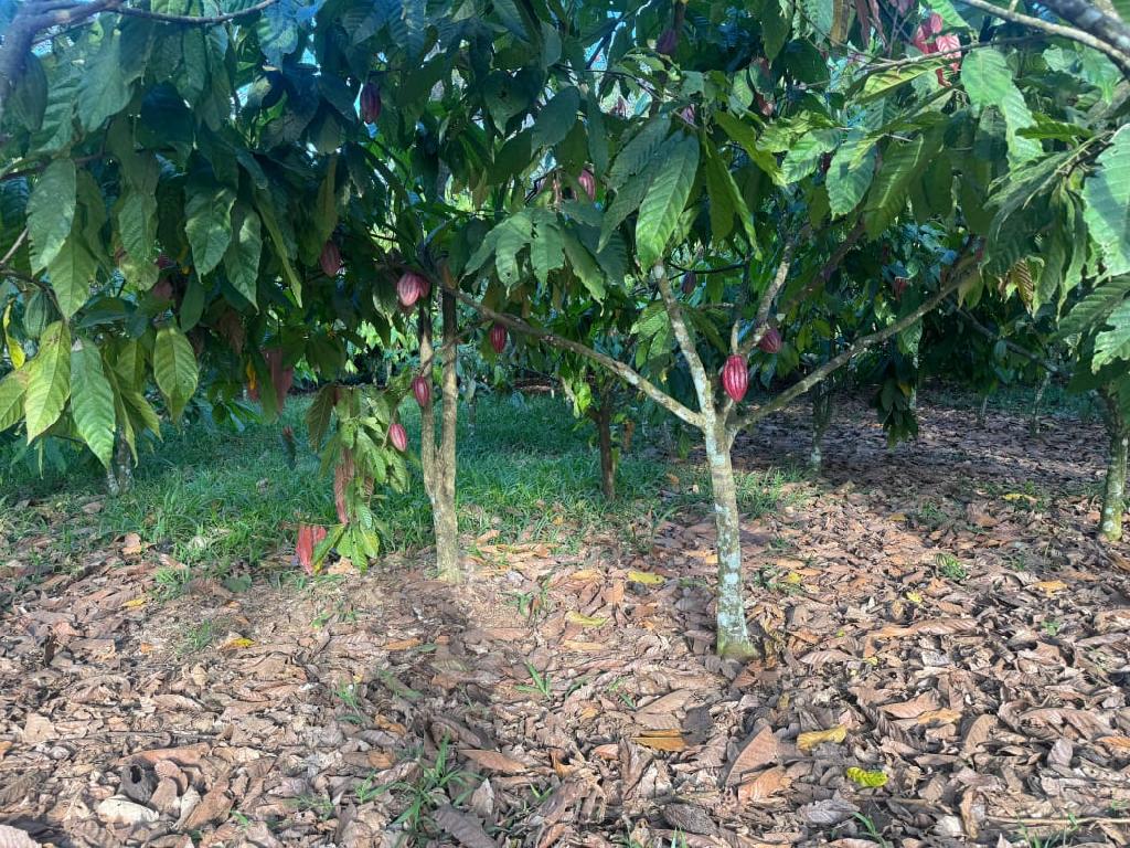 Finca de 23 tareas sembradas de cacao en Monte Plata Foto 7310532-1.jpg