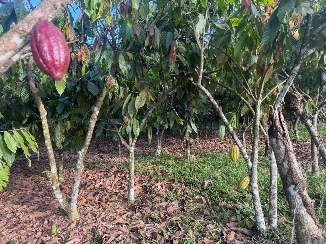 Finca de 23 tareas sembradas de cacao en Monte Plata Foto 7310532-2.jpg