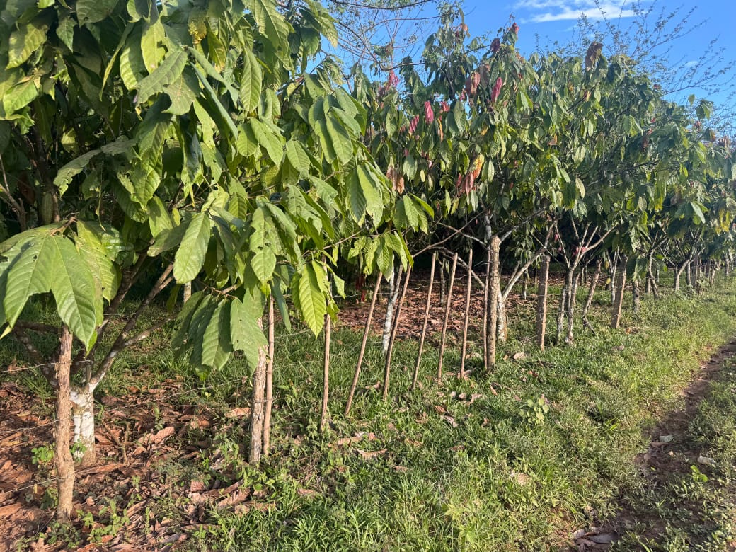 Finca de 23 tareas sembradas de cacao en Monte Plata Foto 7310532-3.jpg