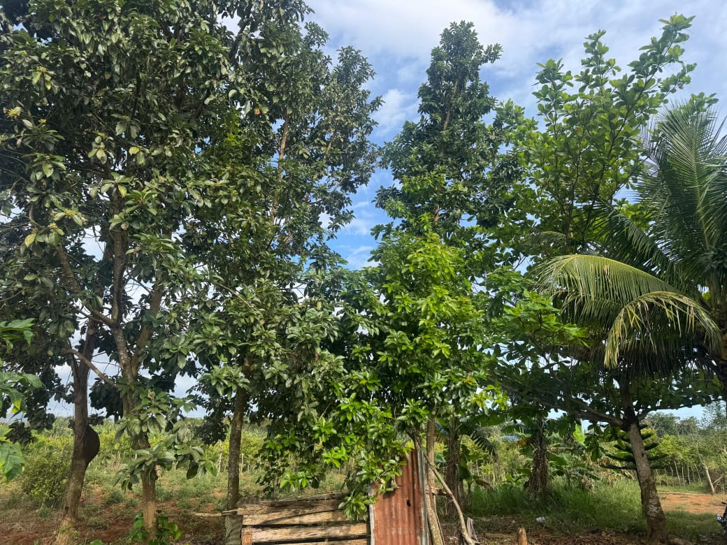 Finca de 55 tareas agrícola ideal para casa campestre en Monte Plata Foto 7310534-3.jpg