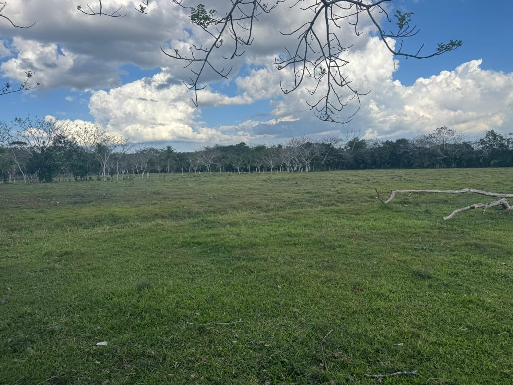 Finca de 243 tareas con vocación agrícola y ganadera en el Laurel de M Foto 7310536-3.jpg