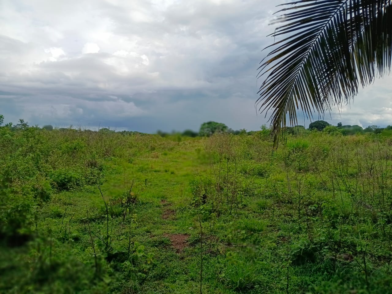 Finca de 207 tareas con vocación agrícola y ganadera con casa a remode Foto 7310539-9.jpg