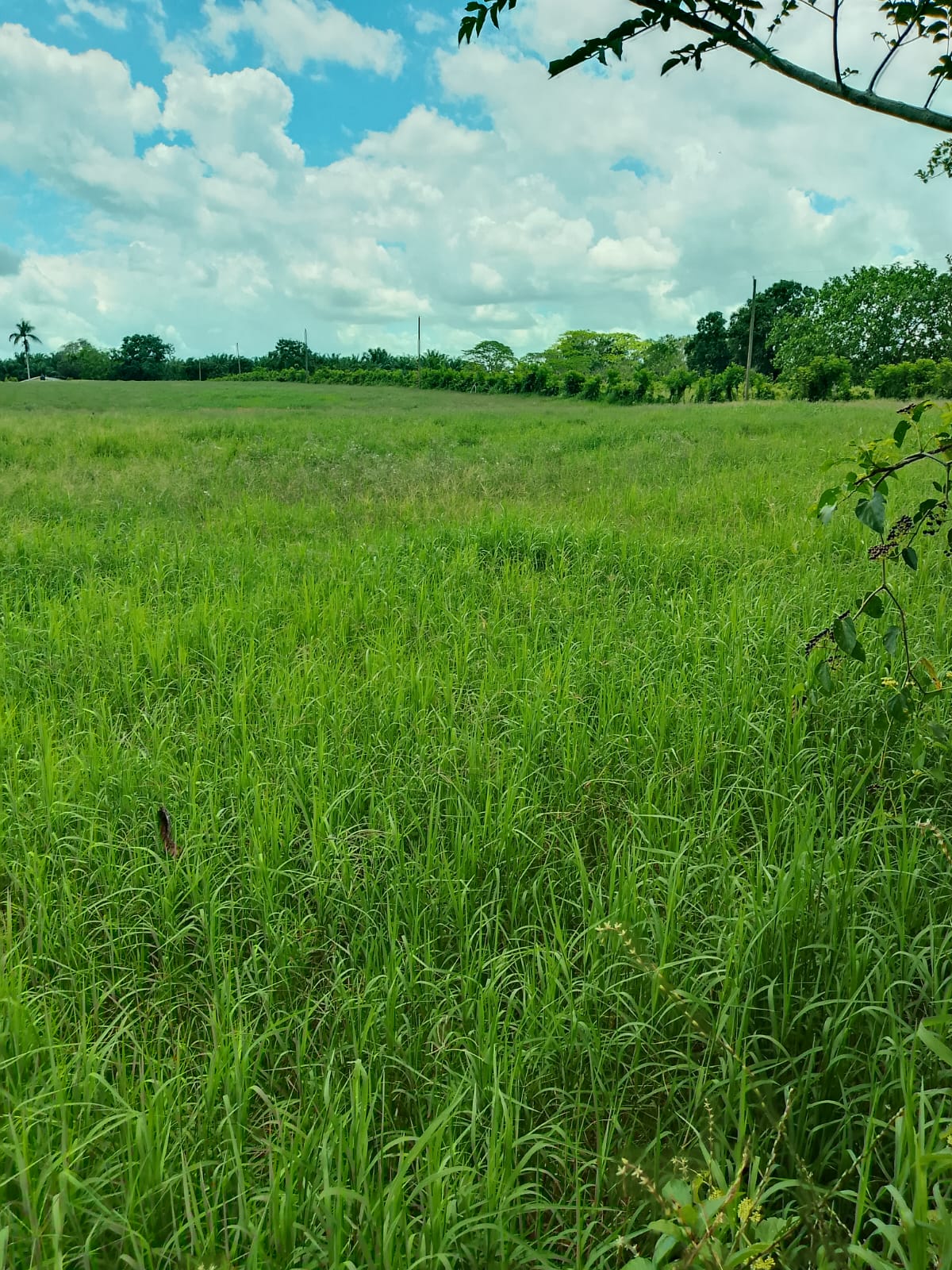 Vendo finca de 1907 tareas ganaderas con 300 cabezas de  ganado inclui Foto 7310540-10.jpg