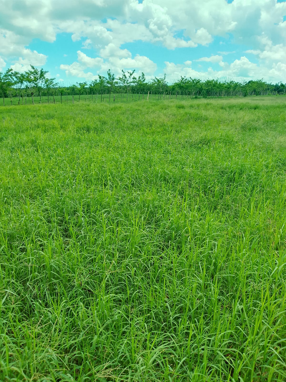 Vendo finca de 1907 tareas ganaderas con 300 cabezas de  ganado inclui Foto 7310540-11.jpg