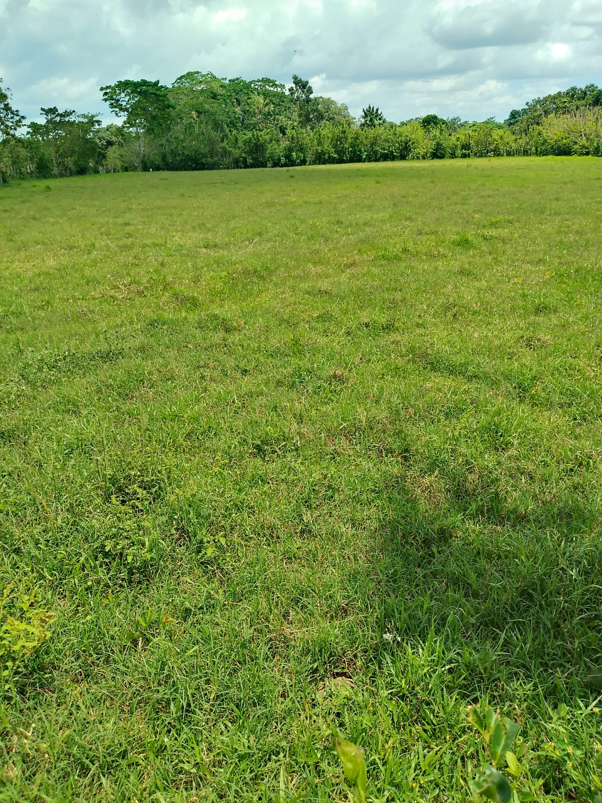Vendo finca de 1907 tareas ganaderas con 300 cabezas de  ganado inclui Foto 7310540-12.jpg