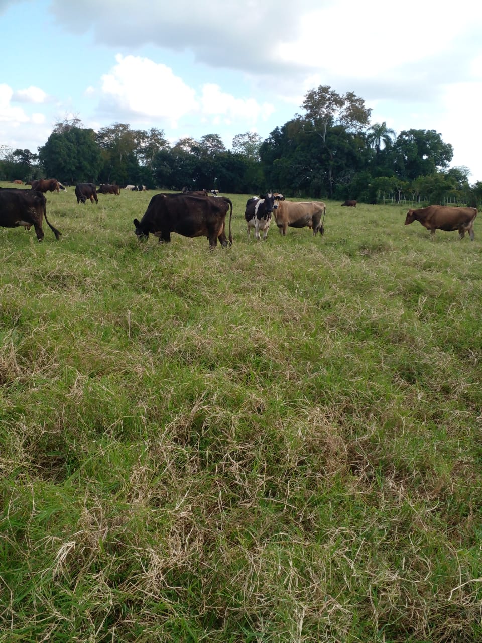Vendo finca de 1907 tareas ganaderas con 300 cabezas de  ganado inclui Foto 7310540-2.jpg