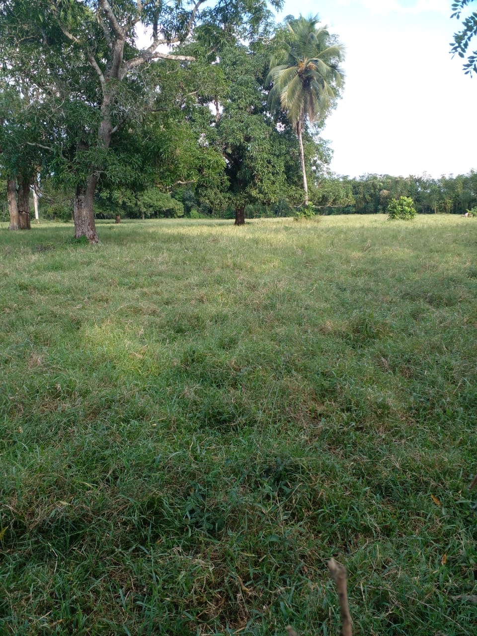 Vendo finca de 1907 tareas ganaderas con 300 cabezas de  ganado inclui Foto 7310540-7.jpg