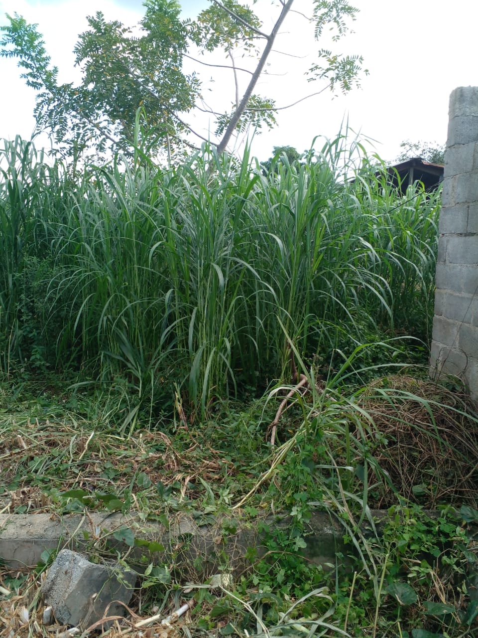 Vendo finca de 1907 tareas ganaderas con 300 cabezas de  ganado inclui Foto 7310540-8.jpg